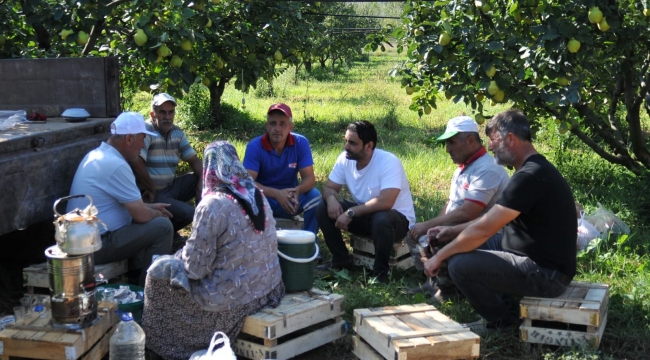 Gürkan Kar, Doğantepe'de ayva hasadına katıldı