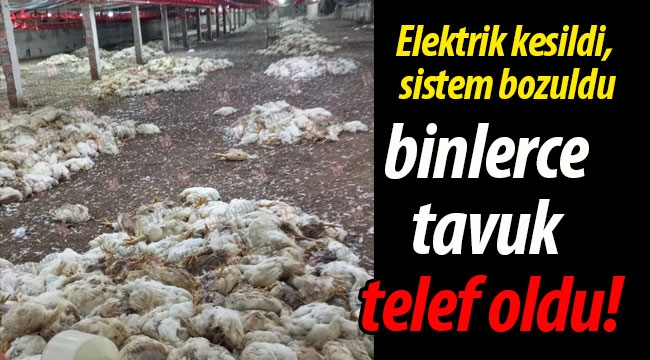 Sistem bozuldu binlerce tavuk telef oldu!