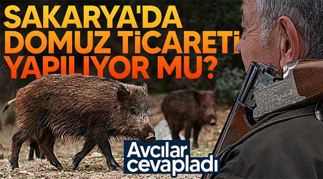 Sakarya'da domuz ticareti yapılıyor mu?